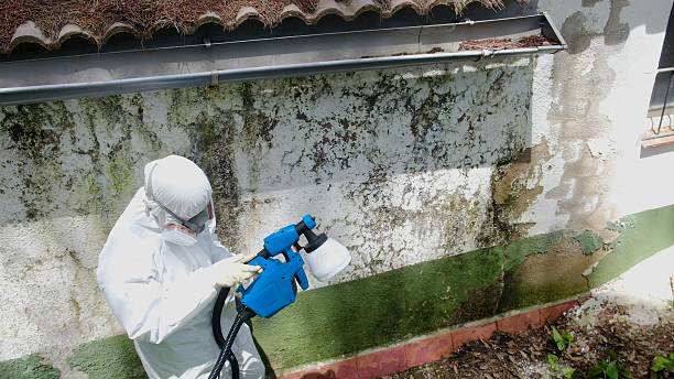 Mold Remediation service in Richwood, Richwood, TX